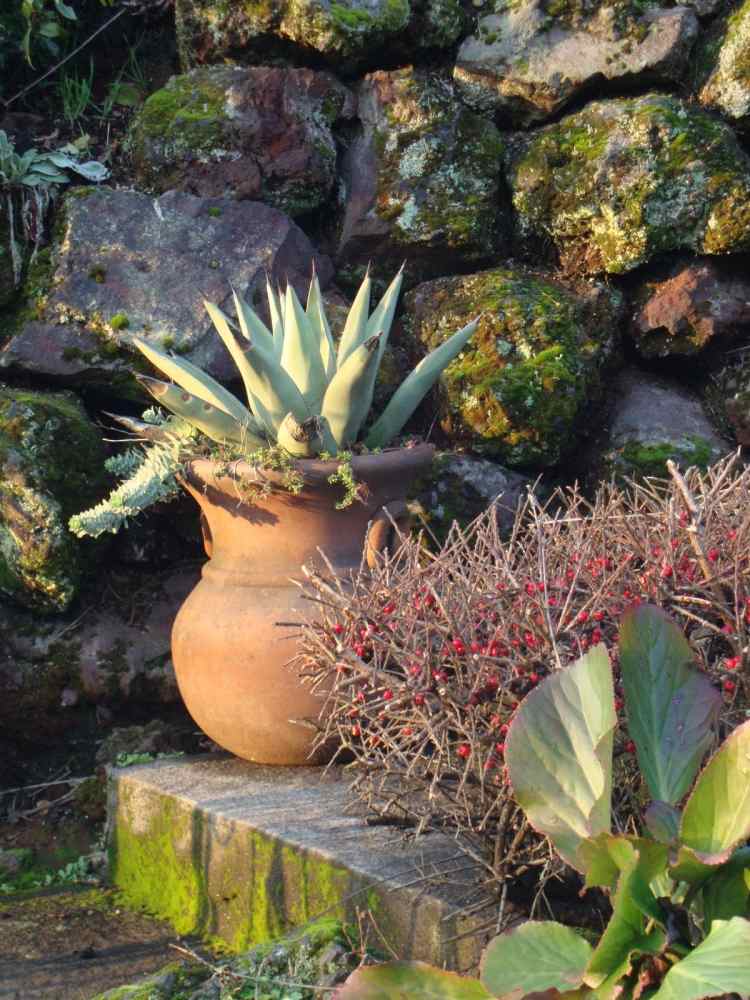 Medelhavet-trädgård-design-agave-buskar-stenar-mossa-steg-kuebel