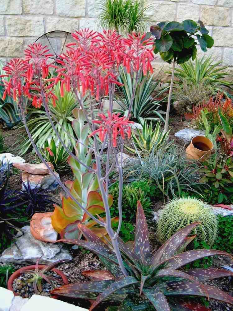 medelhavs-trädgård-design-aloe-agave-växter-yucca-kaktus-stenar