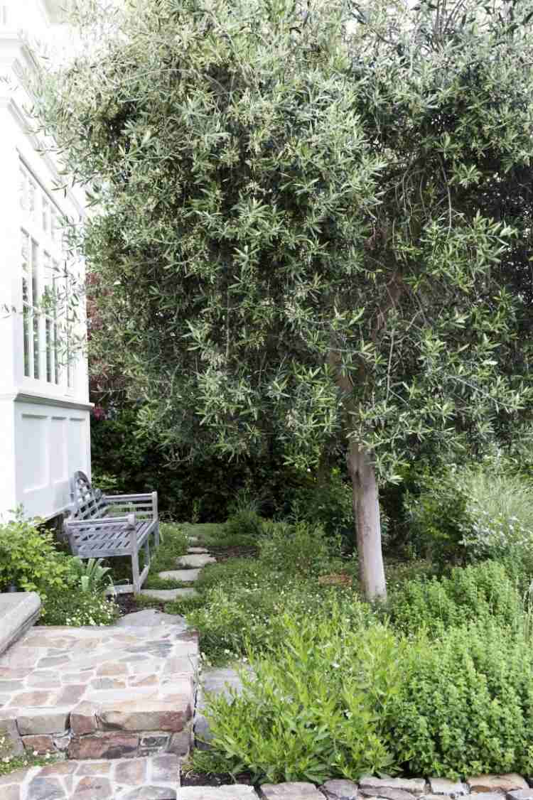 Medelhavet-trädgård-design-olivträd-bänk-stenläggning-steg-hus