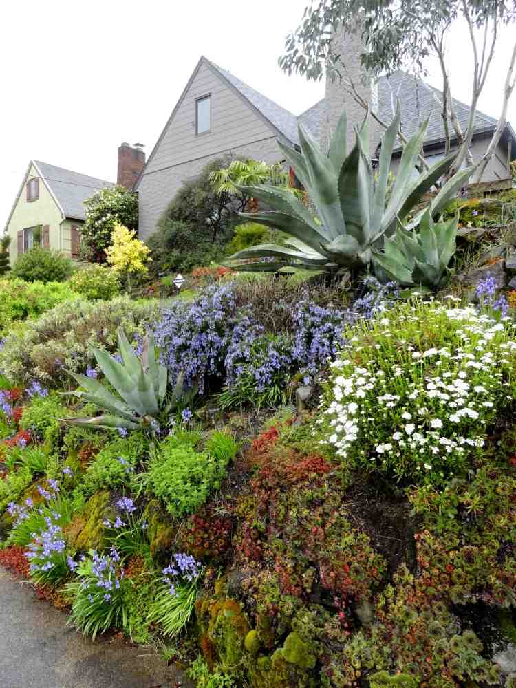 Medelhavet-trädgård-design-saftiga-agave-huseleek-lavendel