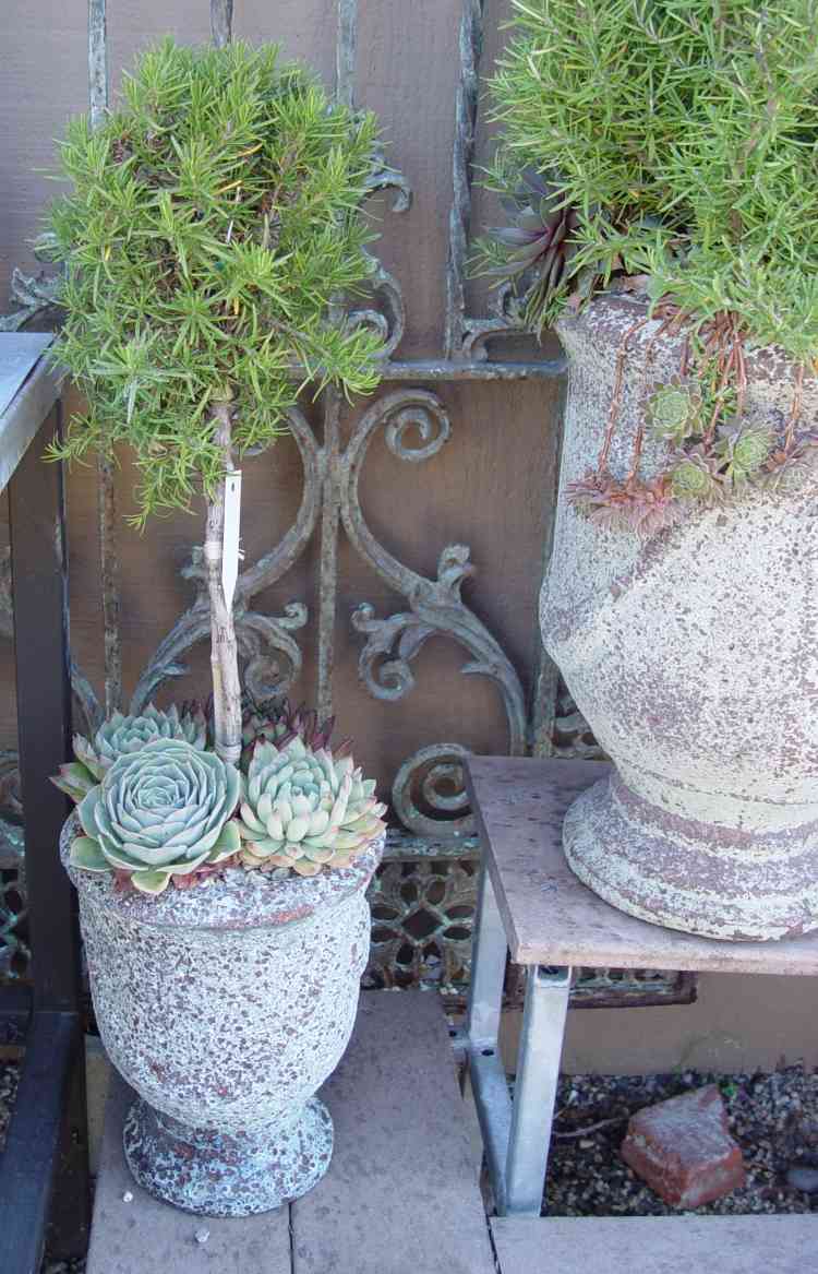medelhavs-trädgård-design-succulenter-rosmarin-hink-antika-gamla-steg