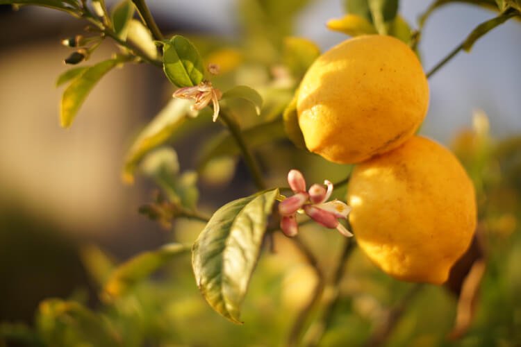 Plantera medelhavsväxter som citron i en blomkruka. Tips
