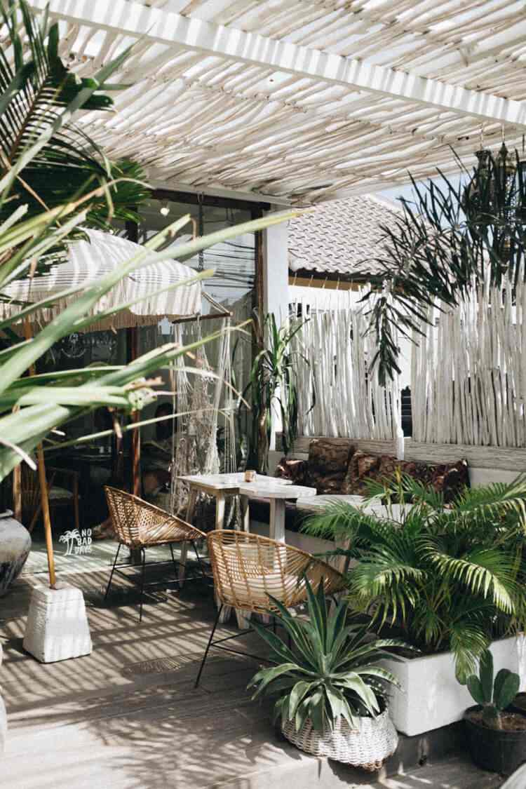 Medelhavsväxter som palmer Tips för skötsel av altanen och balkongen