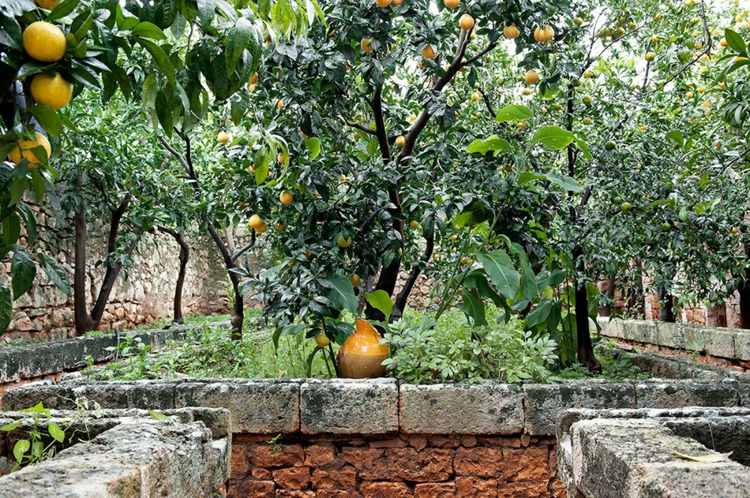 Medelhavet-trädgård-landskapsarkitektur-citrus-träd-apelsin-frukt-vägg-keramik-kärl