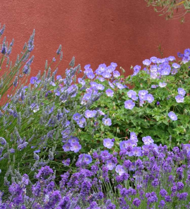 Medelhavet-trädgård-trädgård-idéer-violchen-sol-läge