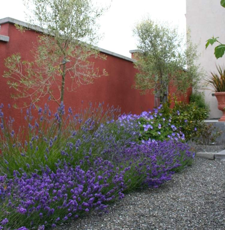 Medelhavet-trädgård-vägg-rosa-lavendel-trädgård stig-grus
