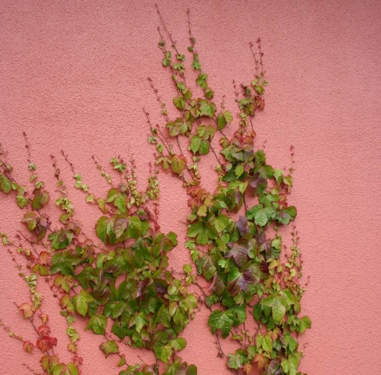 Medelhavet-trädgård-vägg-creepers-murgröna