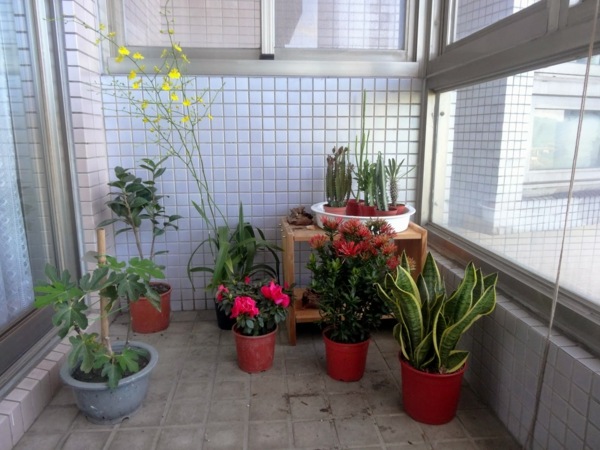 Växter-på-terrassen-olika