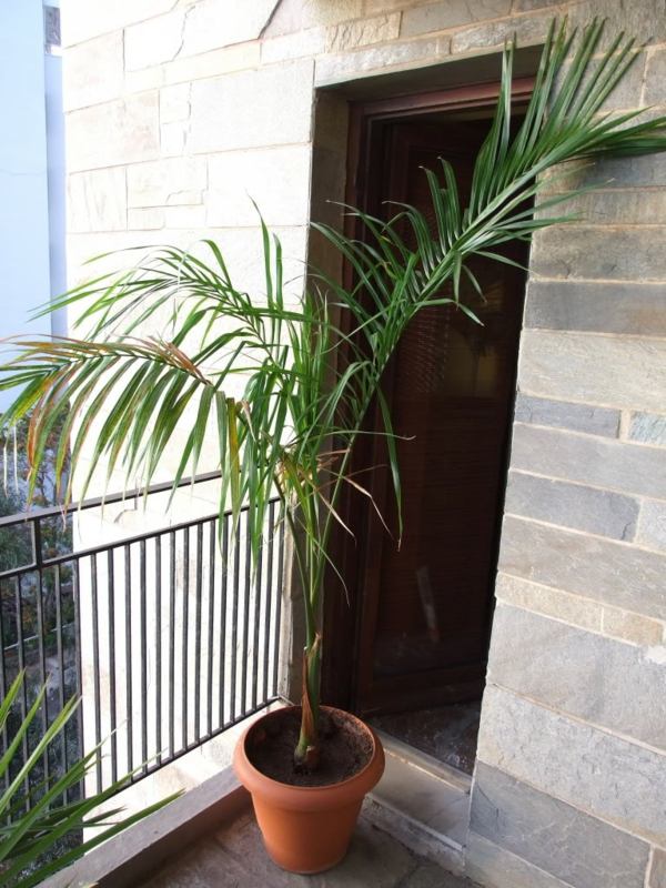 Palm-träd-på-balkong-mexikanska-dekorativa-växter