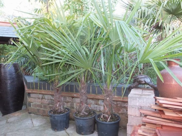 exotiska växter-palmer på terrassen