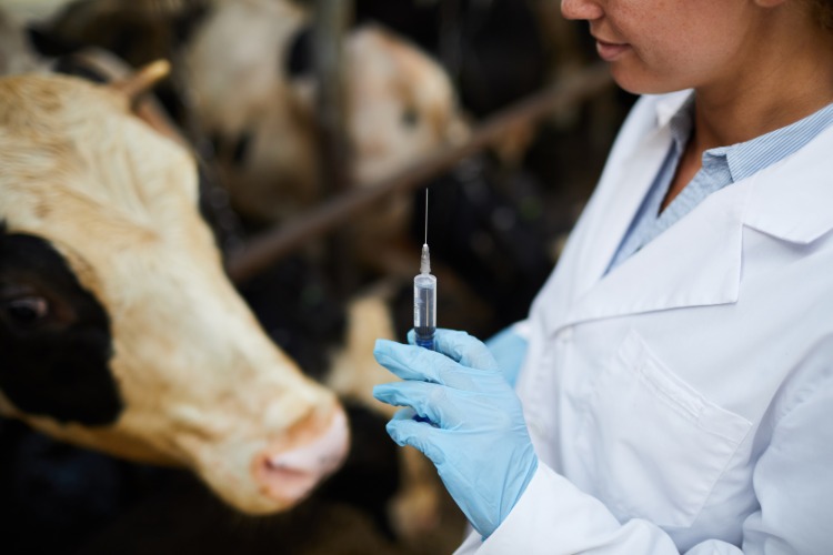 Veterinär håller spruta antibiotika mejeriprodukter vaccination ko
