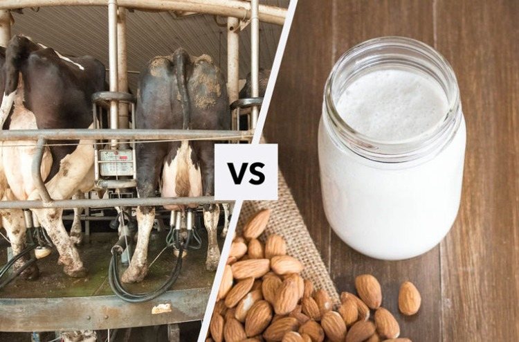 Mejeriprodukter ohälsosamma jämfört med alternativ till komjölksprodukter