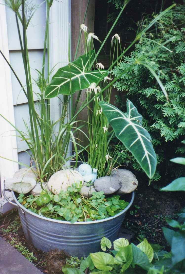 Mini trädgård damm tenn-hink-stenar-växter