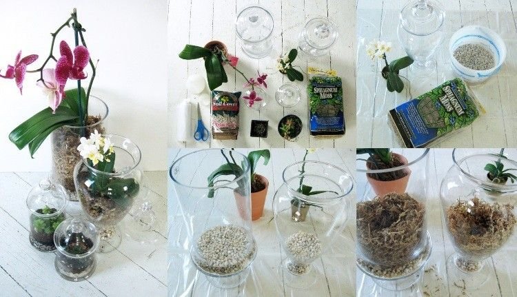 Plantera miniorkidéer i en burk Stegvisa instruktioner