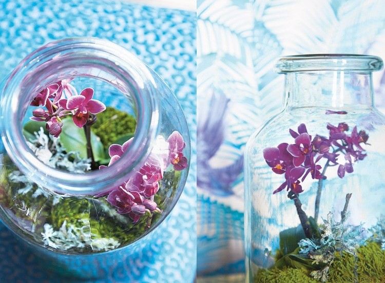 Plantera och ordna miniorkidéer i ett glas