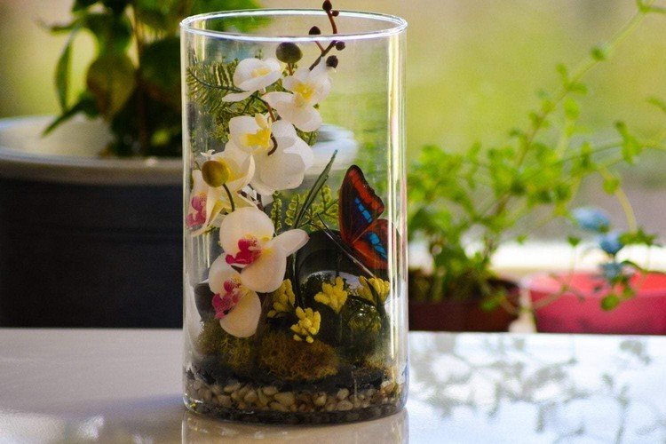 Miniorkidé i glas Tips om plantering och möjliga kombinationspartners