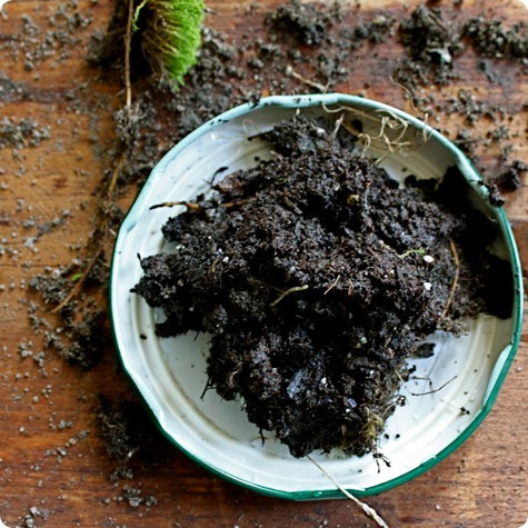 Skapa ett mini terrarium själv med en mossyltburk