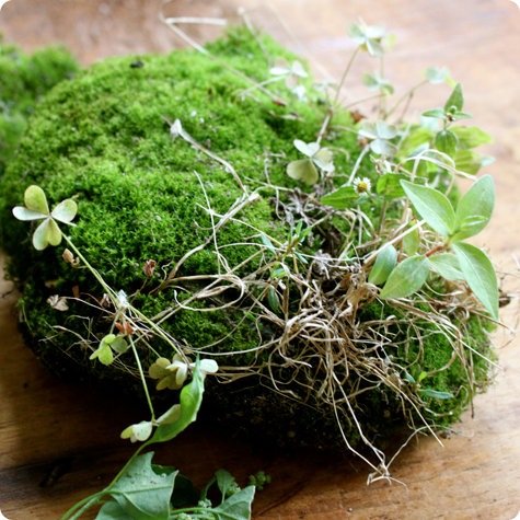 mini terrarium hemlagad idé att plantera mossa