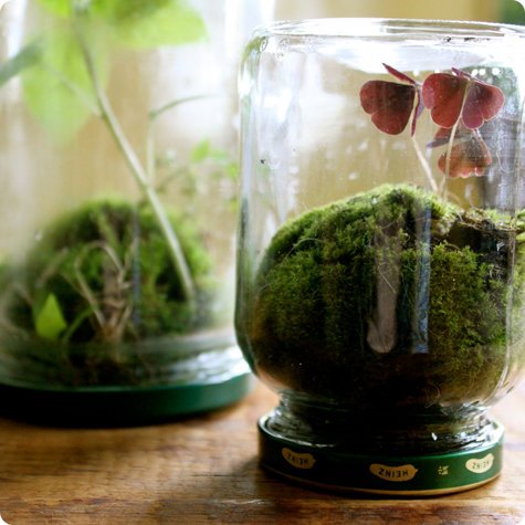 Gör din egen mini terrarium mossyltburk