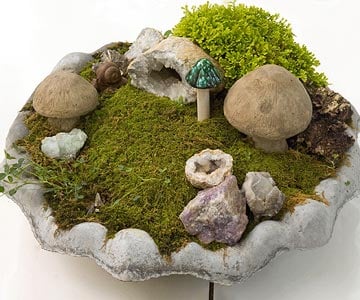 miniatyr trädgård dvärg landskap moss stenar svamp