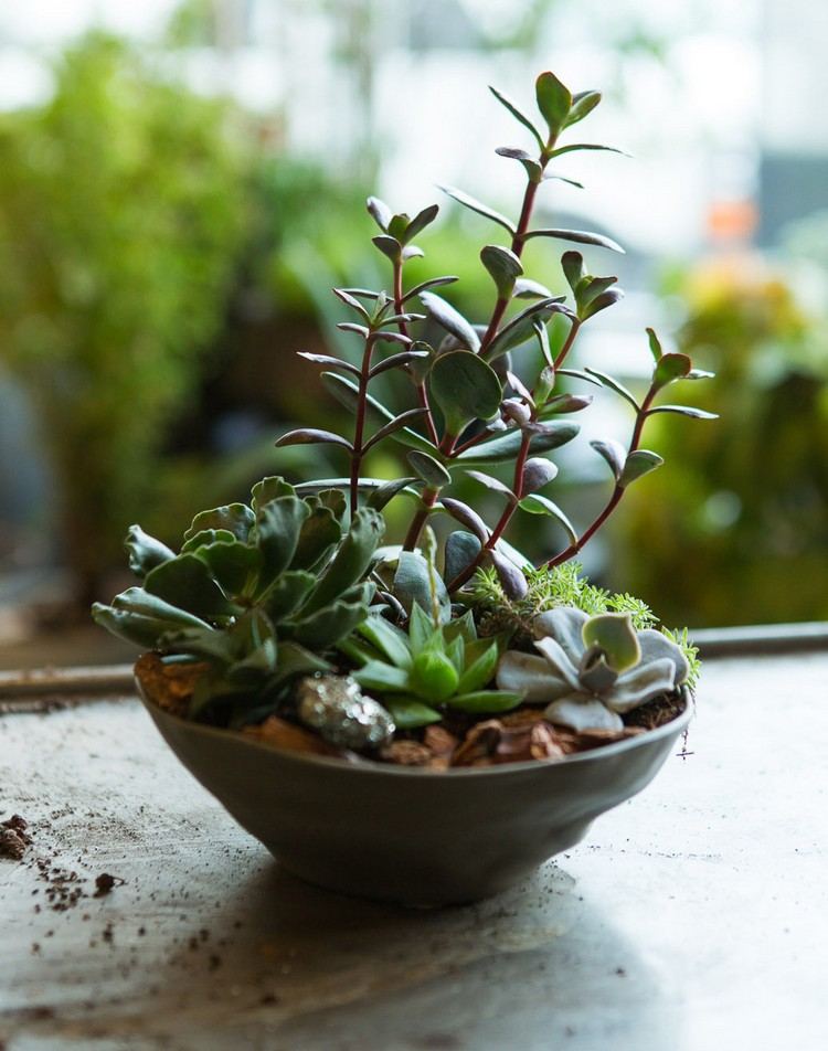 mini-trädgård-design-minimalistisk-dekoration-interiör-succulenter