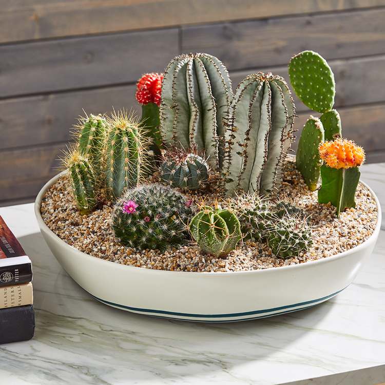 Skapa miniträdgård med kaktussuckulentsskål