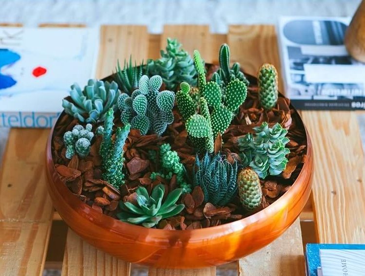 Mini trädgård med kaktus succulenter skål bordsdekoration krukväxter
