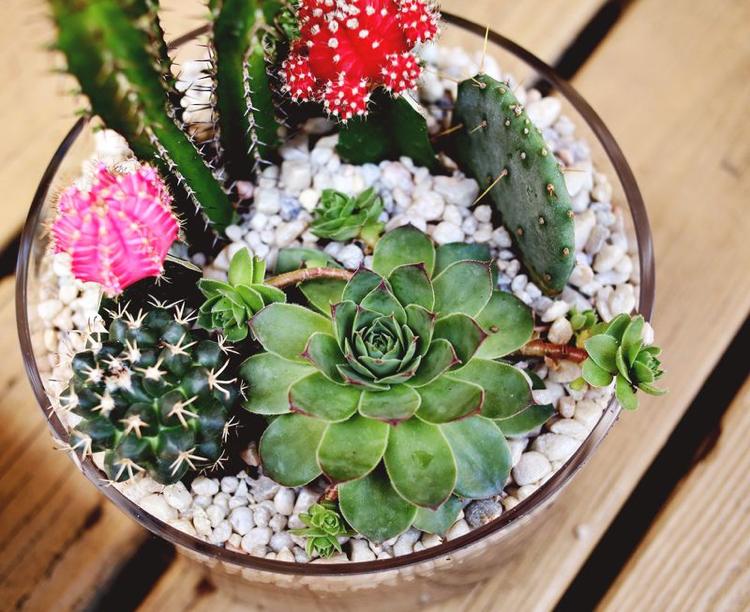 Miniträdgård med kaktusglas kombinera växter succulenter florarium skapa grus färgglada