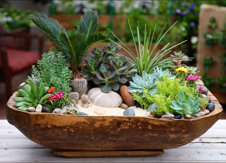 Miniträdgård med kaktus saftiga växter skapar idéer