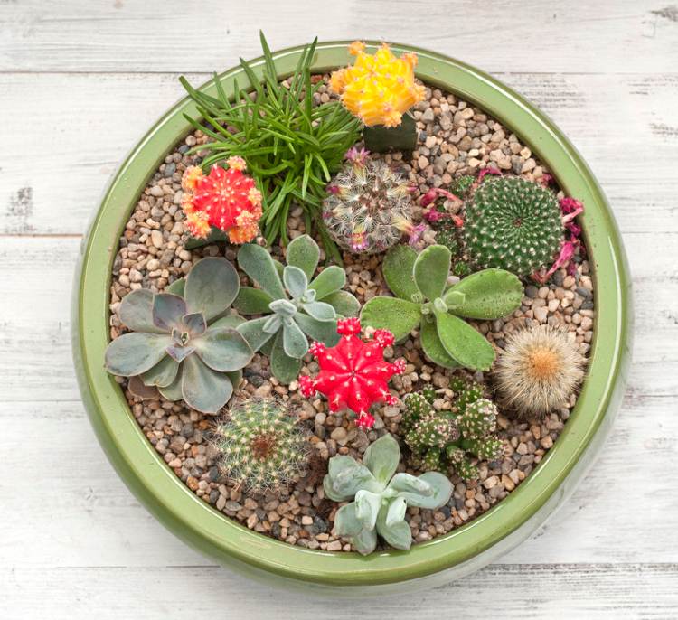 Miniträdgård med kaktus saftig växtkruka