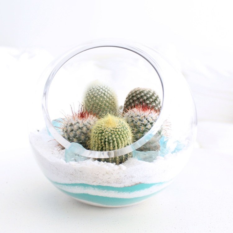 Miniträdgård med kaktusar i glasskaktusarna