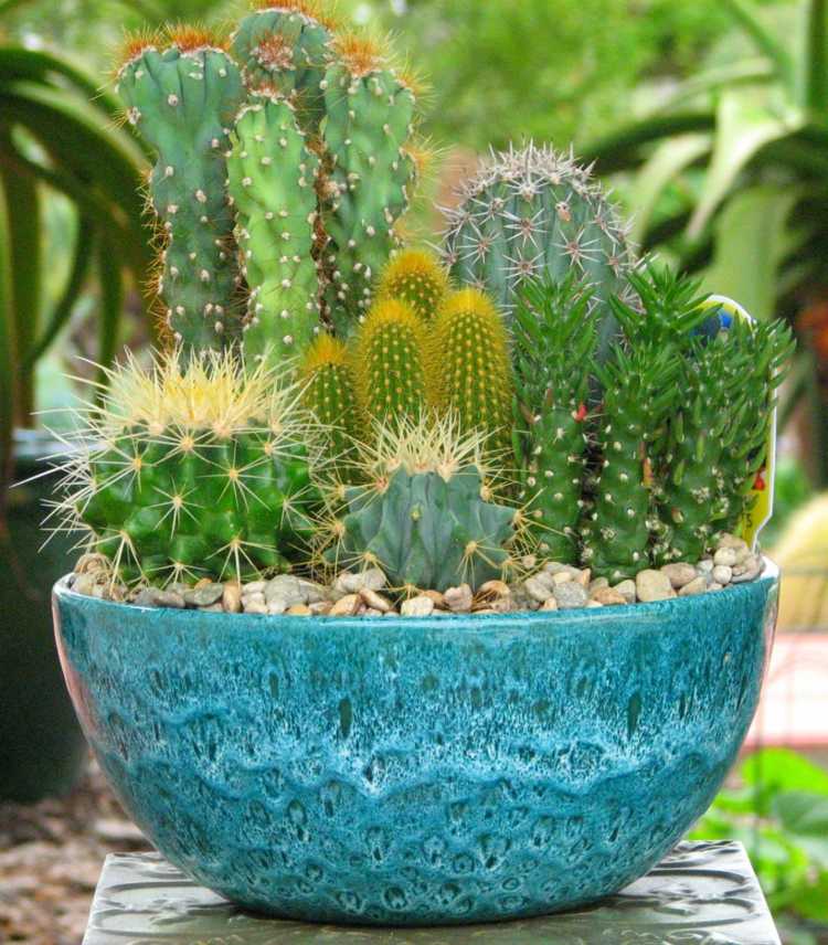 Miniträdgård med kaktusar saftiga växter kruka terrakotta blå