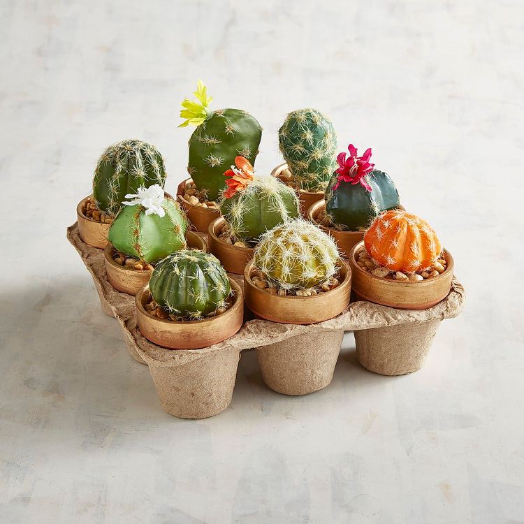 Mini trädgård med kaktus succulenter ägglåda växtkrukor mini