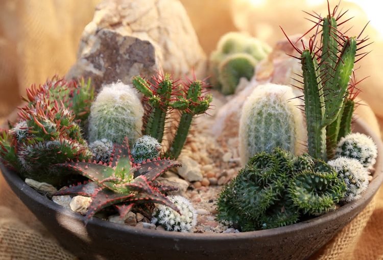 Miniträdgård med kaktussuckulenter rock garden japansk stil