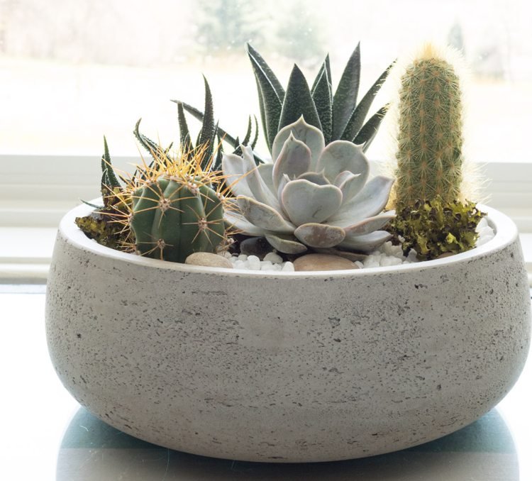 Mini trädgård med kaktusar saftiga stenar designidéer