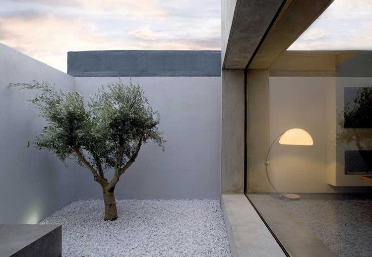 minimalistisk-trädgård-vita-stenar-olivträd-inomhus-trädgård-panoramaglas