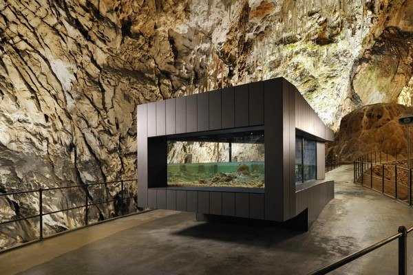 Grotta olm djurarter sevärdheter Europa Slovenien