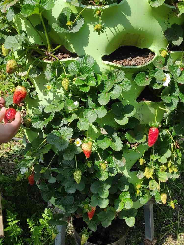 Höjdbädd för jordgubbar utan kontakt med marken