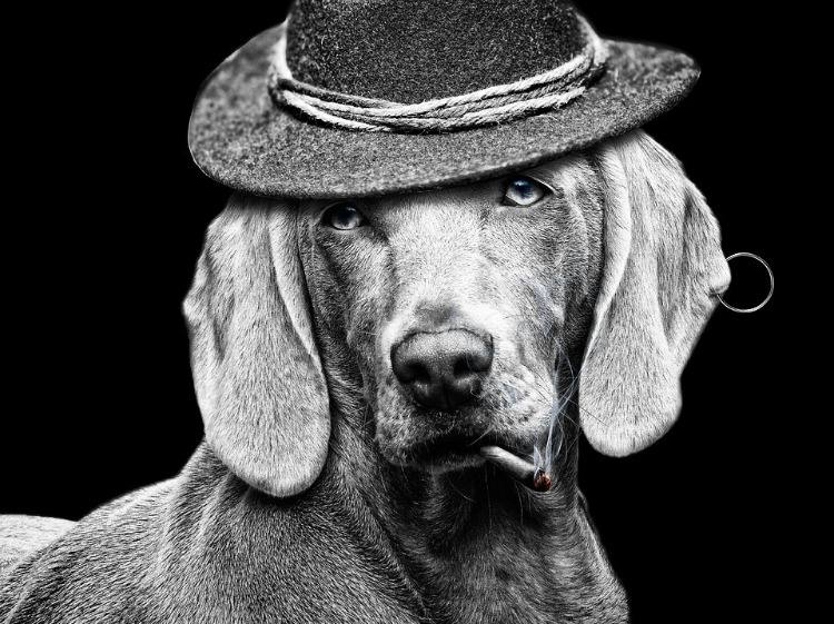 hund i svartvitt med hattörhängen och tänd cigarett i munnen