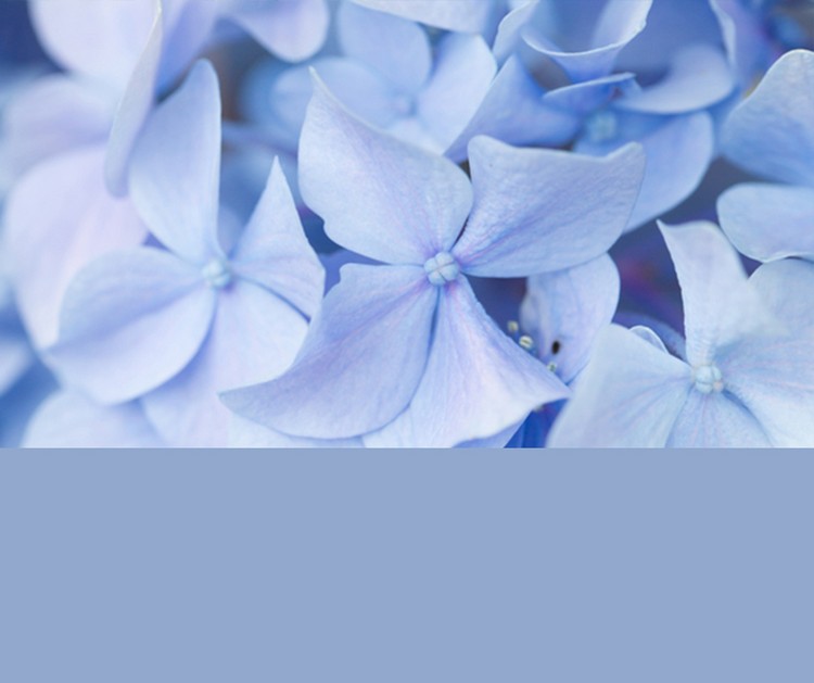 trend-färger-2016-levande-lugn-blå-grå-ton-hortensia blommor