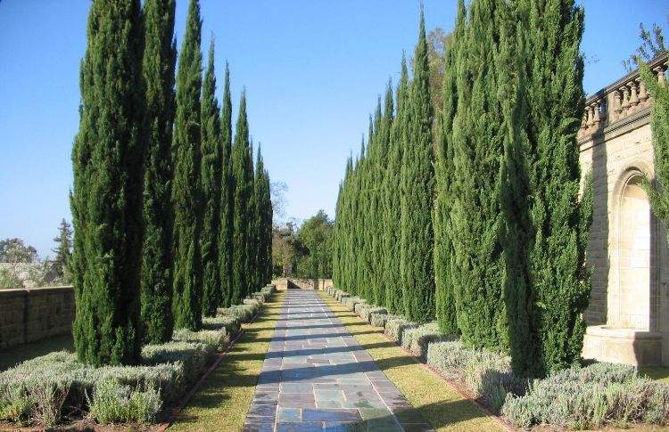 modern trädgård arkitektur trädgård design geometriska former plantering cypresser
