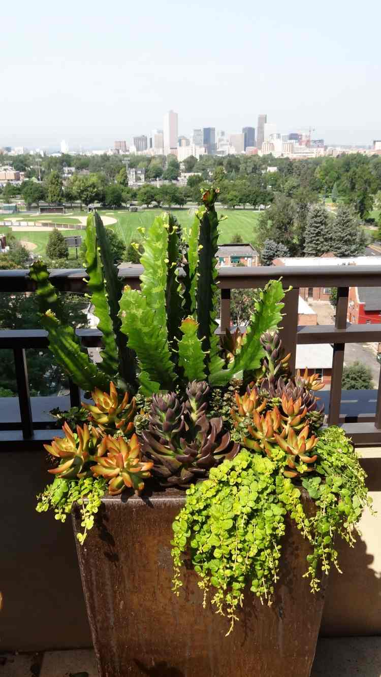 modern-trädgård-design-idéer-tips-planter-kaktus-succulenter-torka-toleranta-växter
