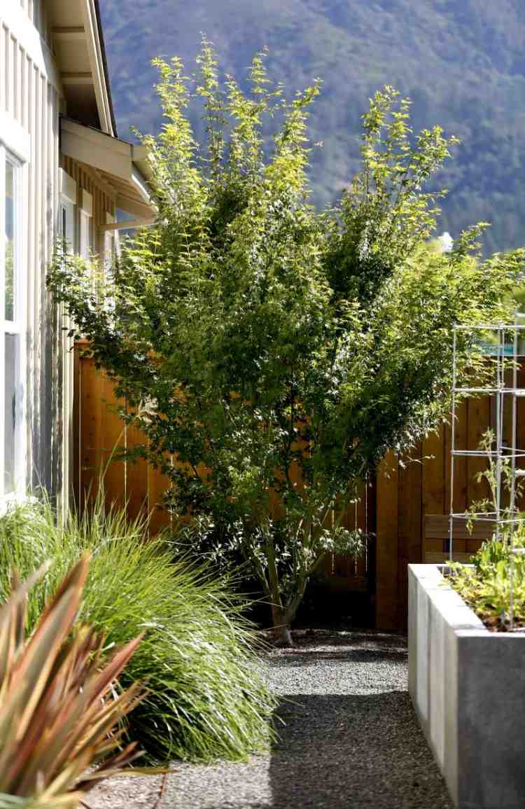 modern-trädgård-design-idéer-tips-träd-grus-trädgårdsväg-upphöjd säng-murad