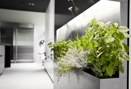 Växter-dekoration-modernt-kök