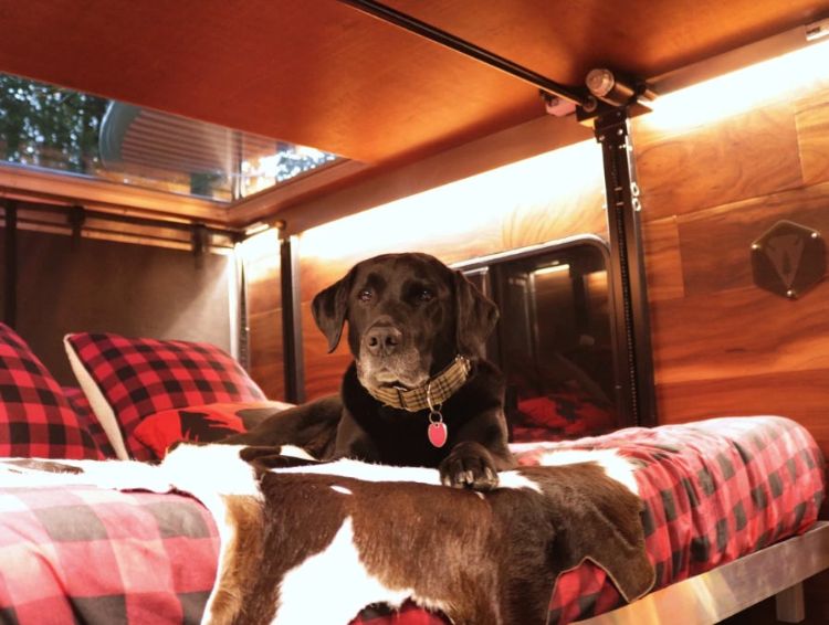 modern campingvagn kompakt transportör sequoia sovande labrador hund