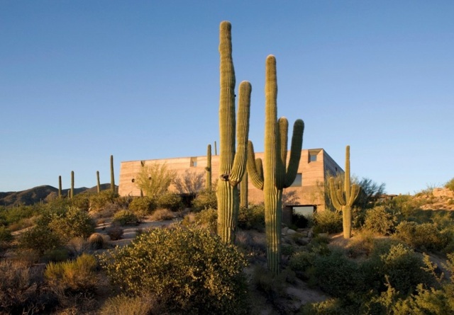 Stuga kaktusar vackert landskap golv