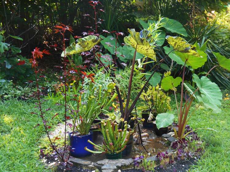 Moor-bed-skapa-växter-regnvatten-fuktiga-krukväxter