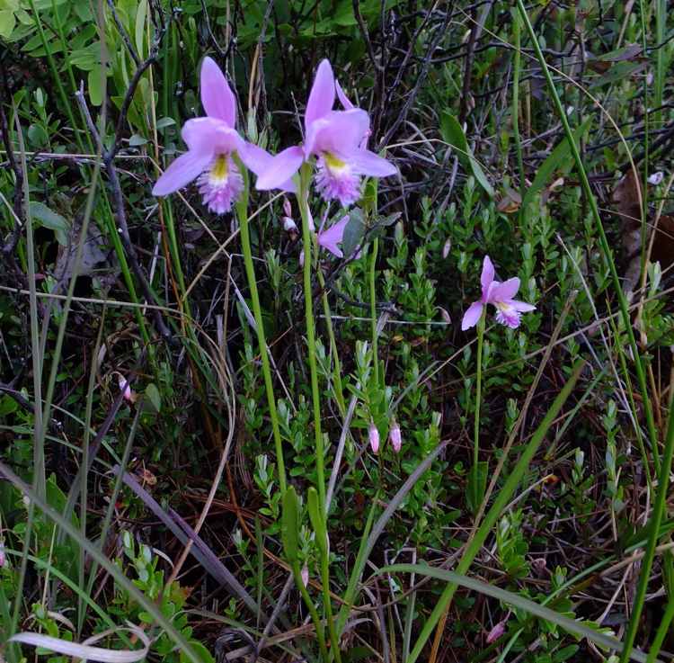 Moor-bed-create-plants-Pogonia-ophioglossoides