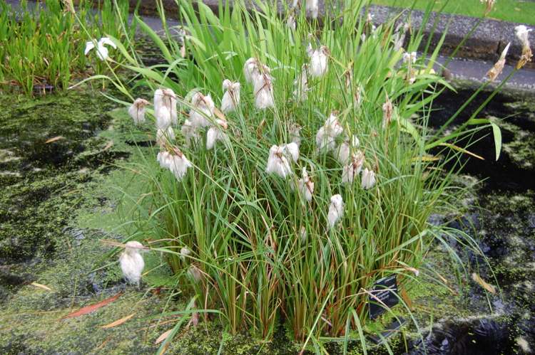Bog-bed-plant-eriophorum-russelianum-russian-wool-grass