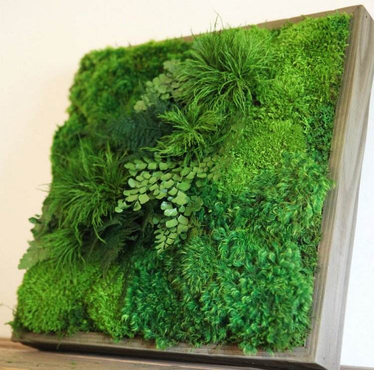 Grön växtbild gjord av mossa och ormbunkar